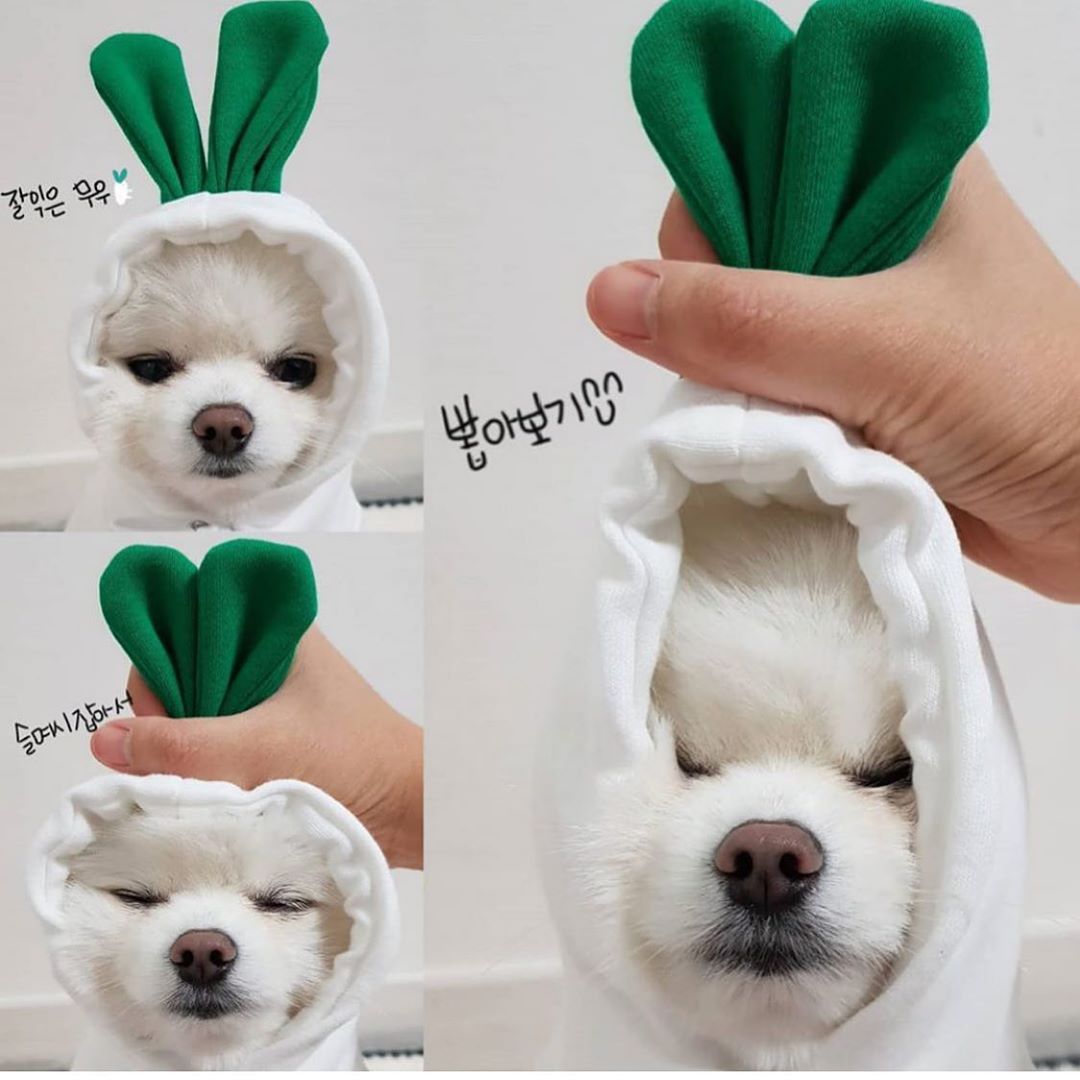 Cozy pet sweater for small dogs