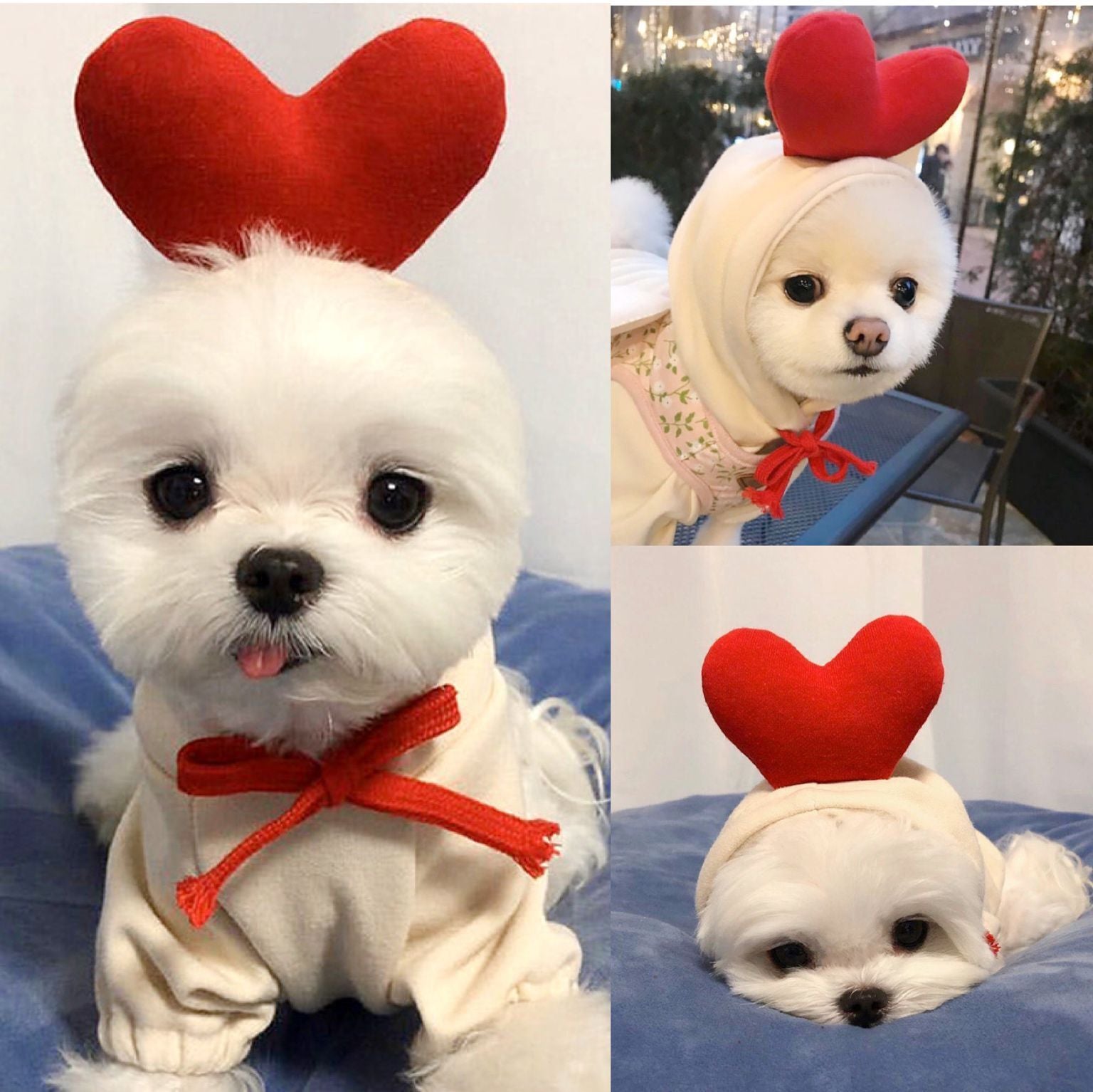 Cute small dog sweater with fruit design