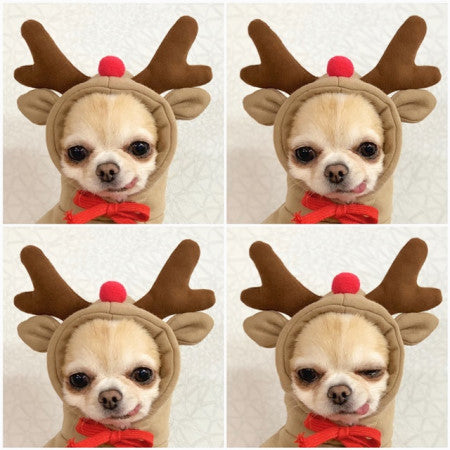 Fruit themed pet clothing for dogs and cats