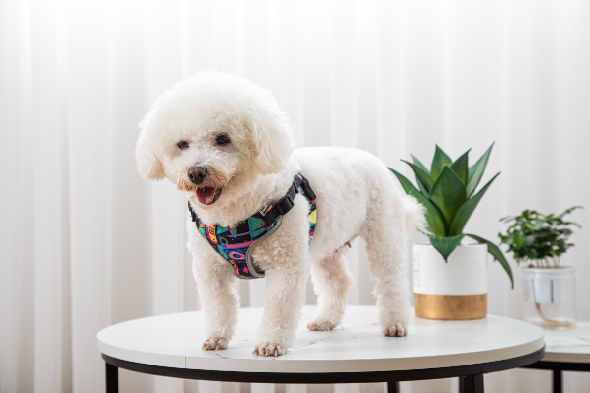 Small pet vest harness for daily walks